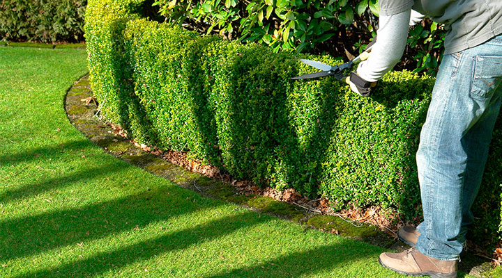 Grounds Maintenance, Lawn Mowing, Spring & Fall Clean Up