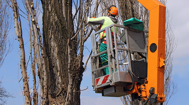 Tree Removal, Pruning & Stump Grinding